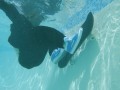 https-_hypebeast.com_image_2020_10_vans-half-cab-dime-002
