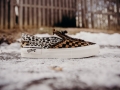 photo-13_4b8f17a5-7cb8-4053-952e-796eddbb7e61_1400x